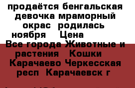 продаётся бенгальская девочка(мраморный окрас).родилась 5ноября, › Цена ­ 8 000 - Все города Животные и растения » Кошки   . Карачаево-Черкесская респ.,Карачаевск г.